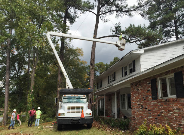  Jones, OK Tree Removal Services Pros